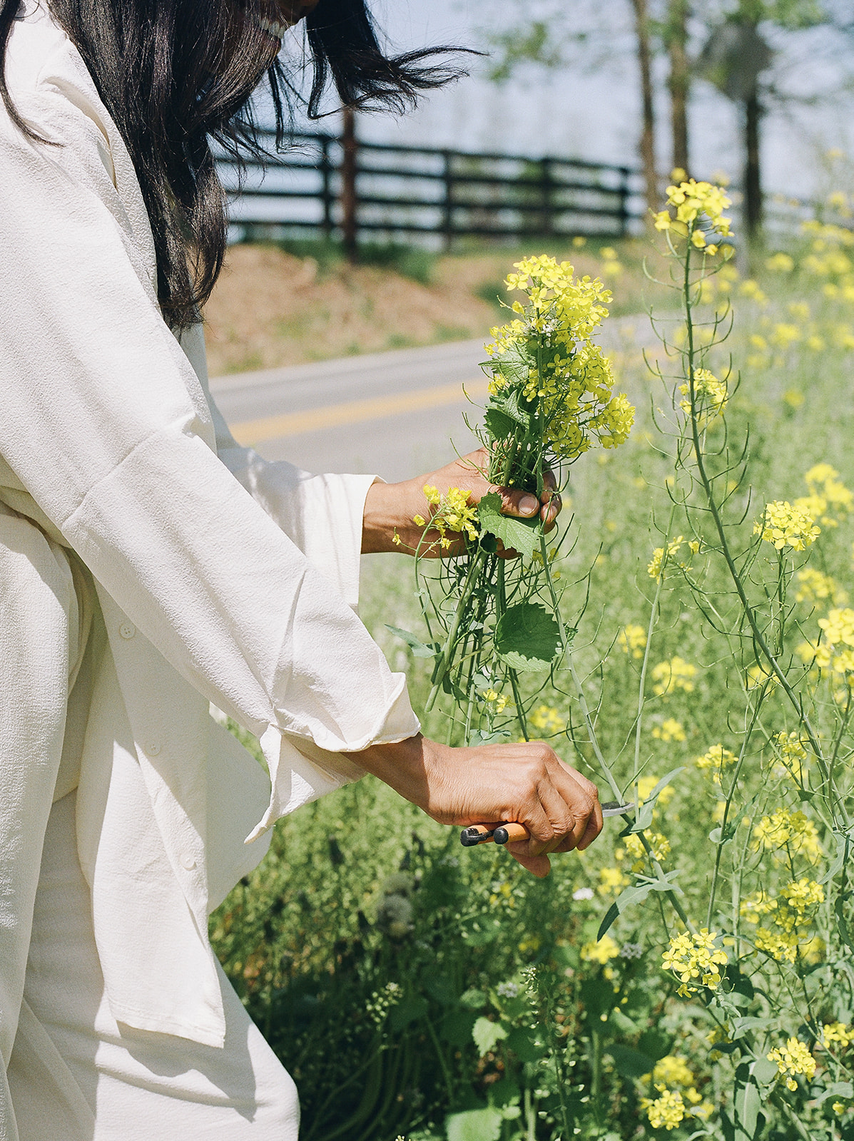 A woman holding cutting shears as she gathers yellow flowers