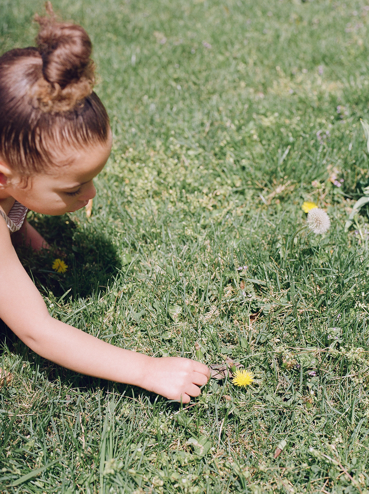 A toddler girl with her hair in a bun, picking a dandelion 