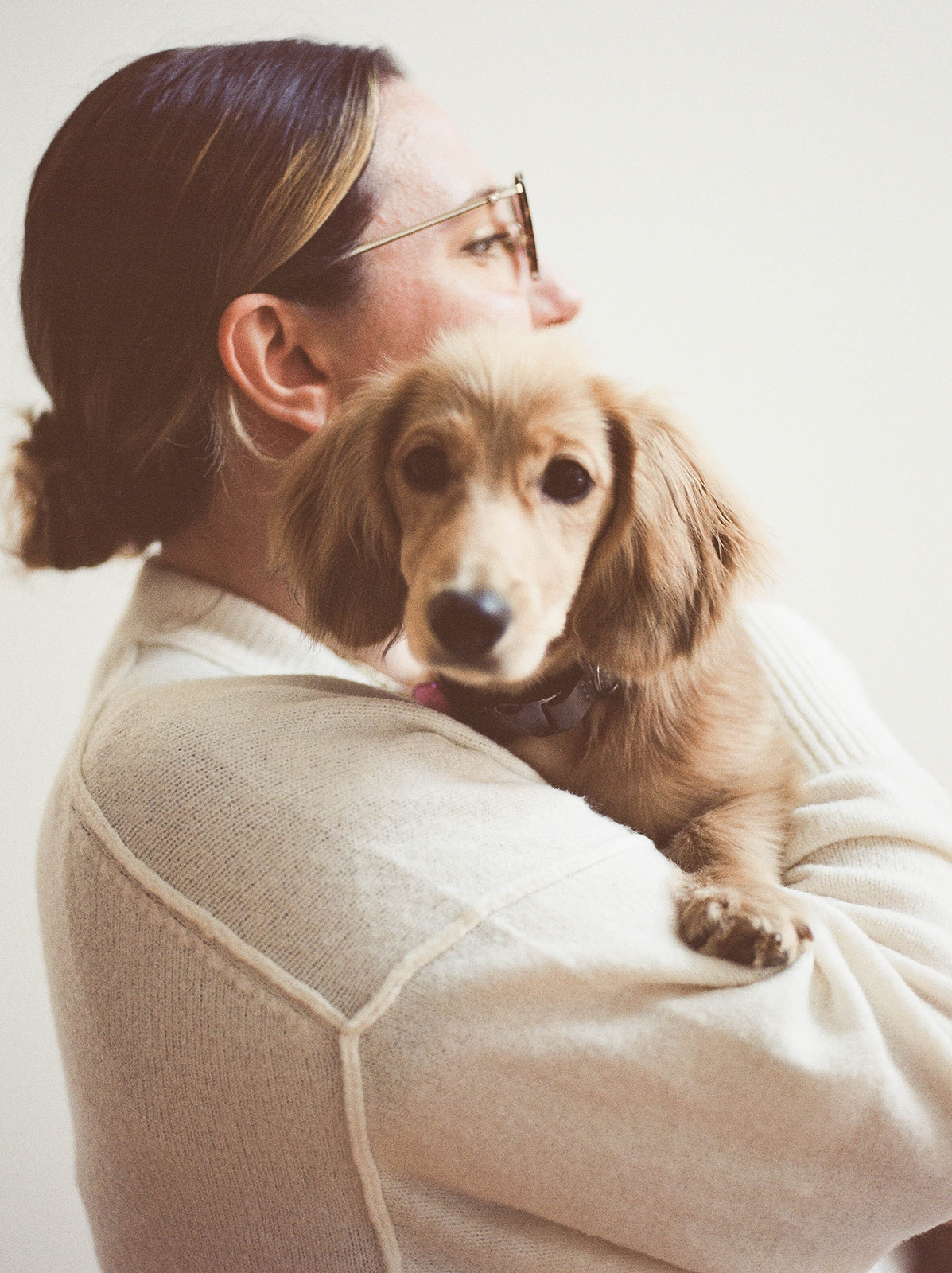 A dachshund puppy looks at the camera