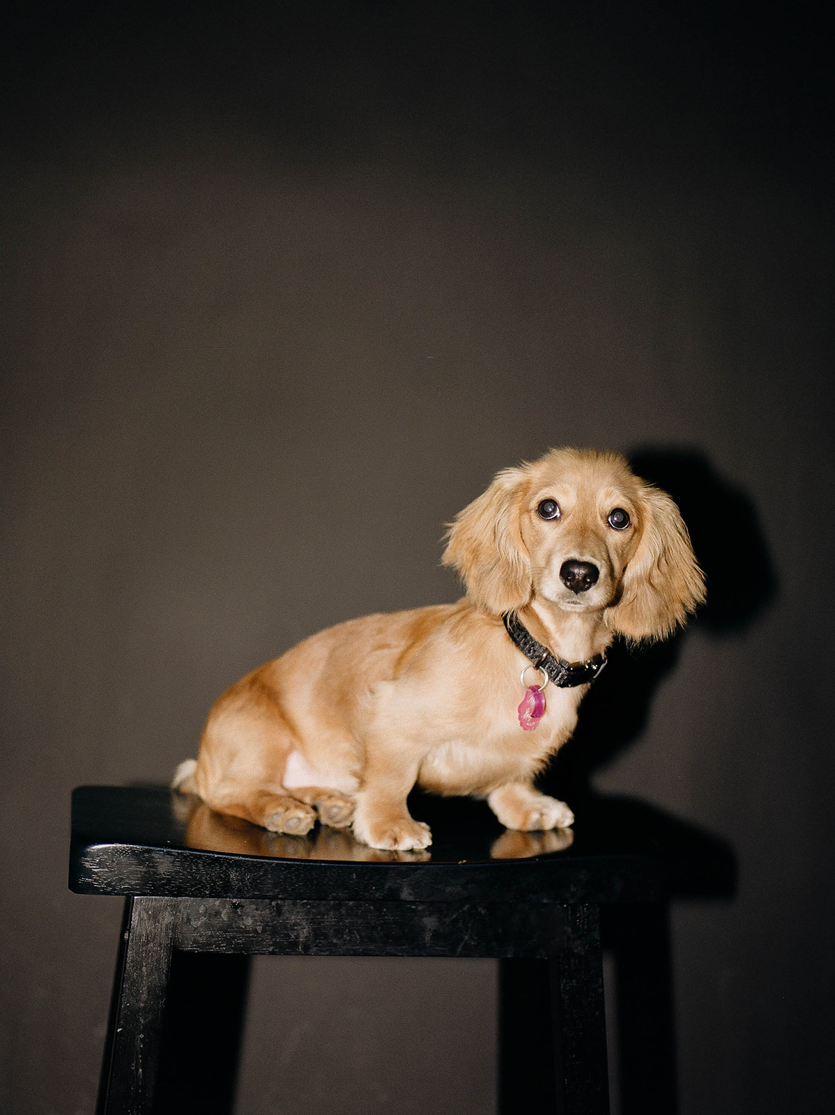 A photo of a long-haired dachshund against a dark backdrop
